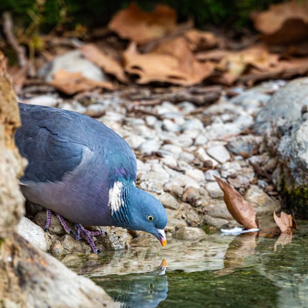 Wood Pigeon