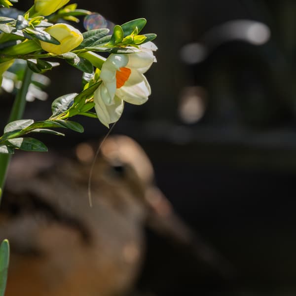 American Woodcock