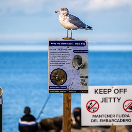 Ring-billed Gull