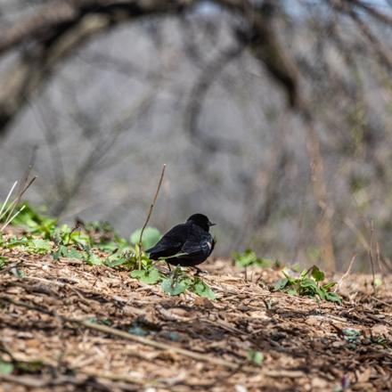 Red-winged Blackbird