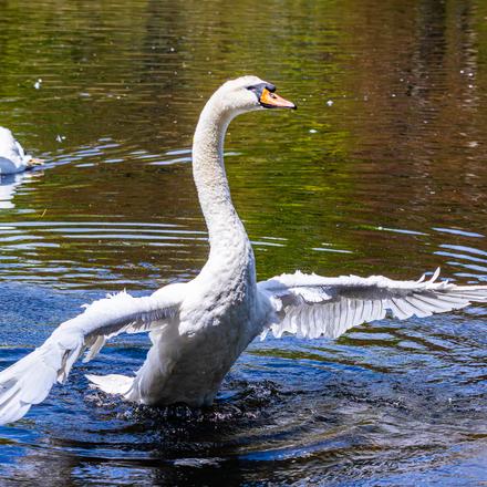 Mute Swan