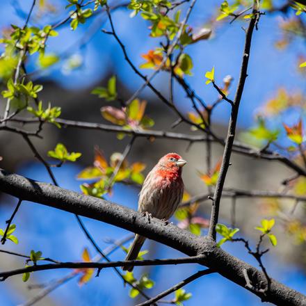 House Finch