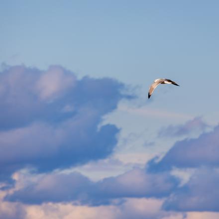 Ring-billed Gull