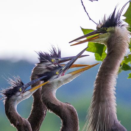 Great Blue Heron