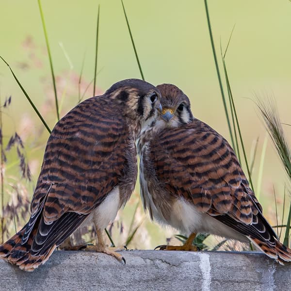 American Kestrel