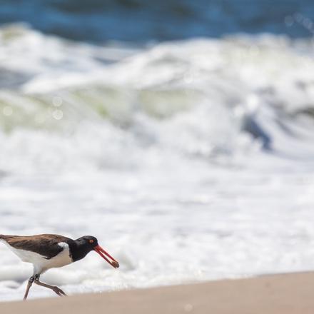 American Oystercatcher