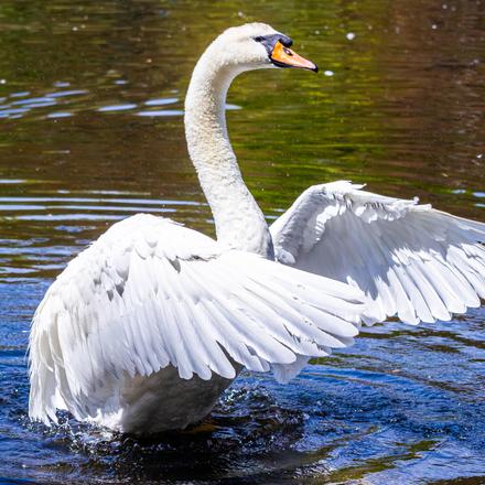 Mute Swan