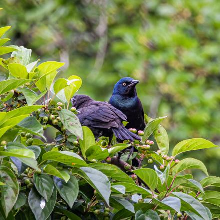 Common Grackle