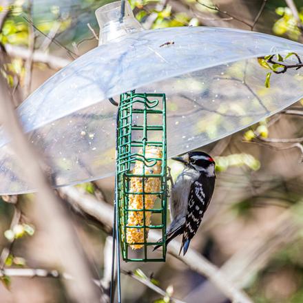 Downy Woodpecker