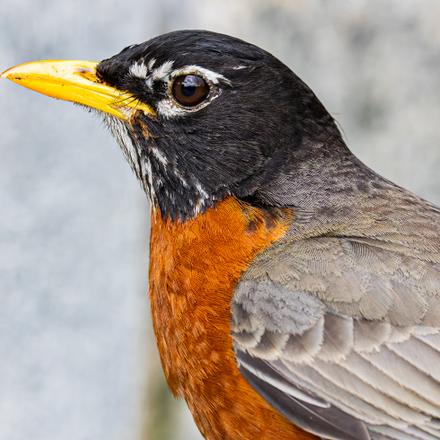 American Robin