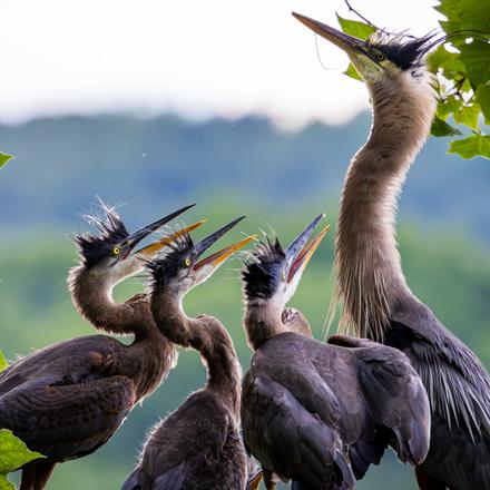 Great Blue Heron