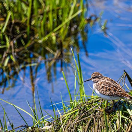 Least Sandpiper