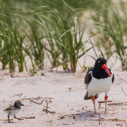 American Oystercatcher