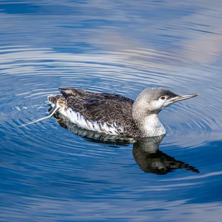 Red-throated Loon