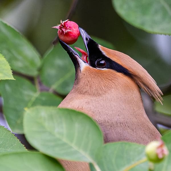 Cedar Waxwing