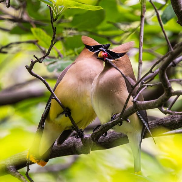Cedar Waxwing