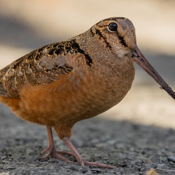 American Woodcock