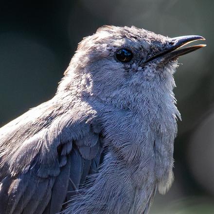 Gray Catbird