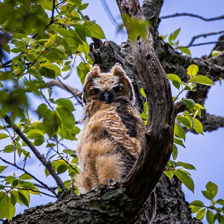 Great Horned Owl