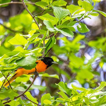 Baltimore Oriole