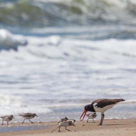 American Oystercatcher