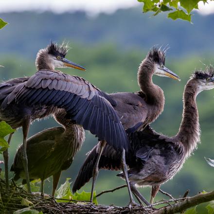 Great Blue Heron