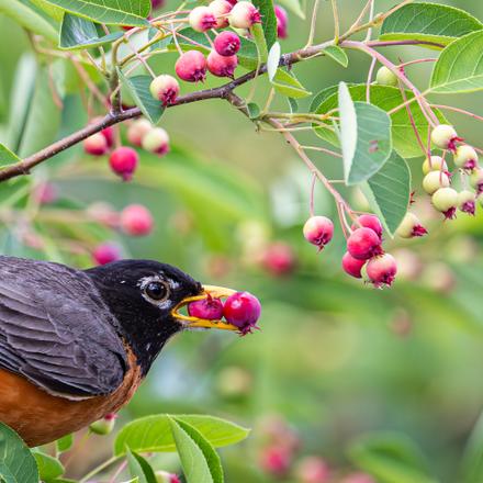American Robin