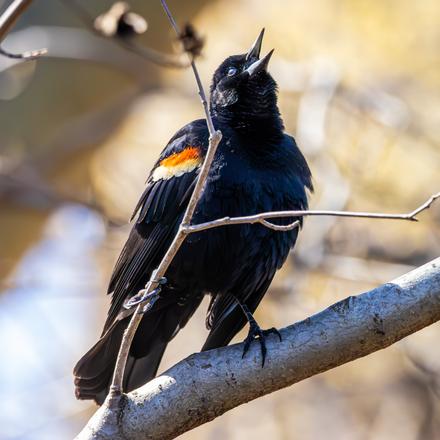 Red-winged Blackbird