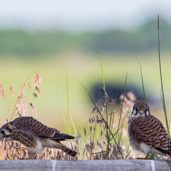 American Kestrel