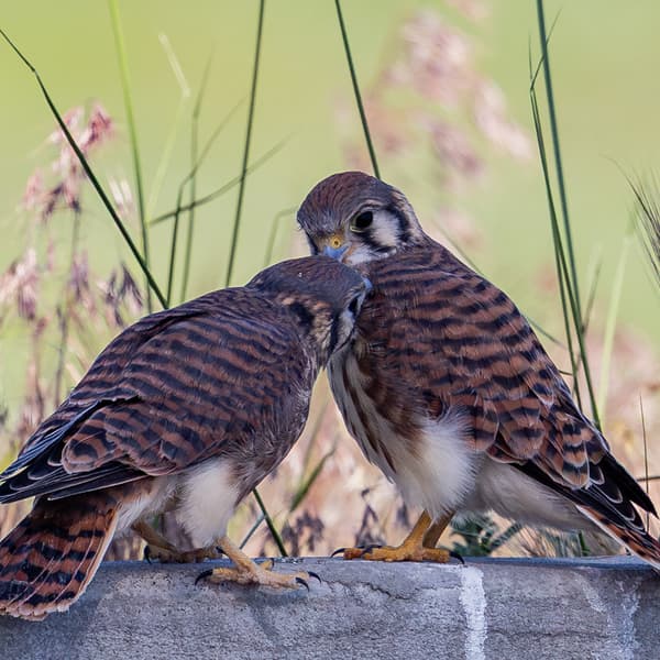 American Kestrel