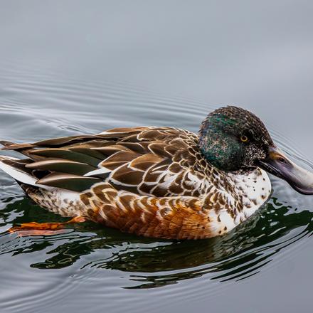 Northern Shoveler