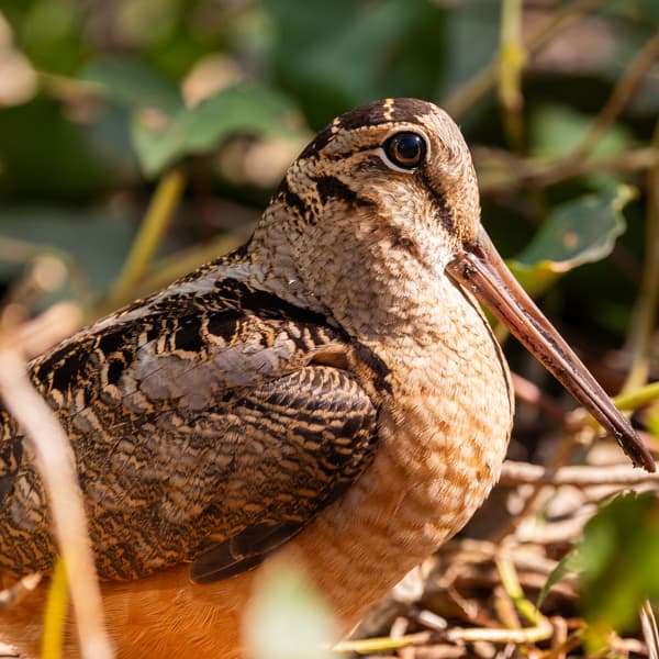 American Woodcock