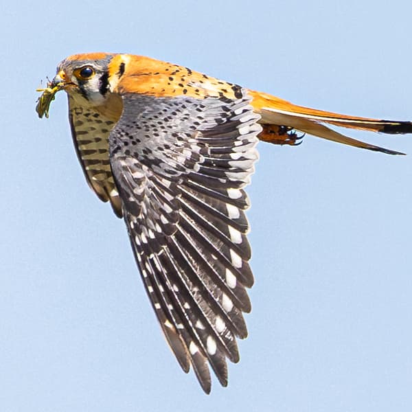 American Kestrel