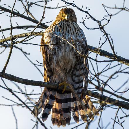Red-tailed Hawk