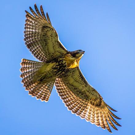 Red-tailed Hawk