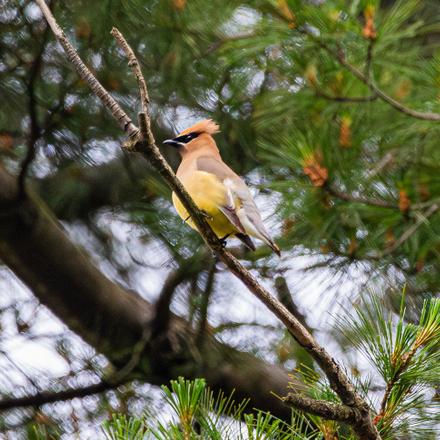 Cedar Waxwing