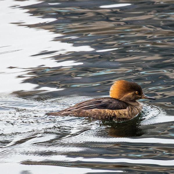 Hooded Merganser