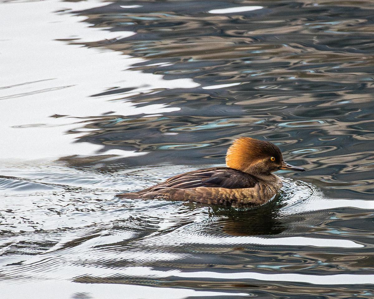 Hooded Merganser