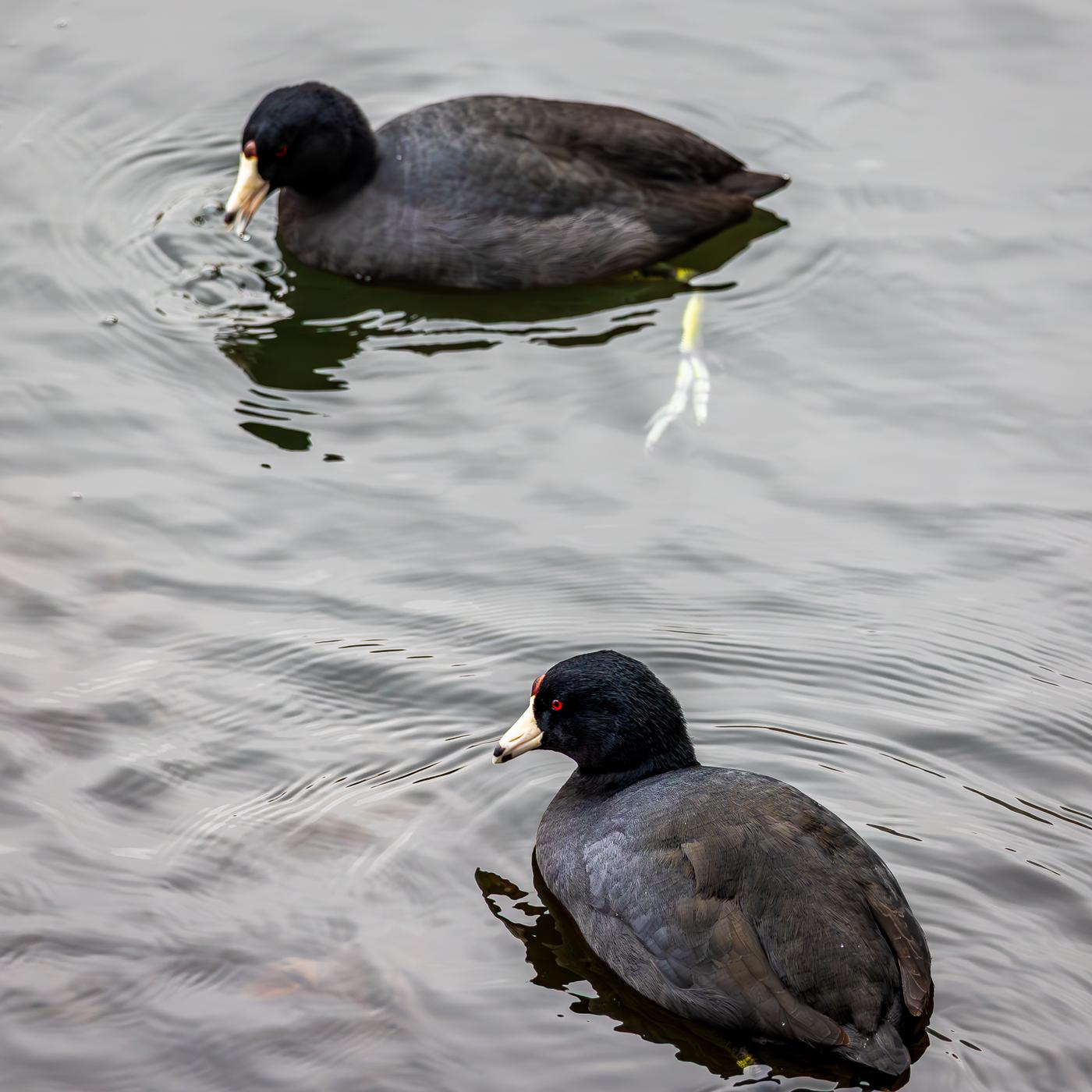 American Coot