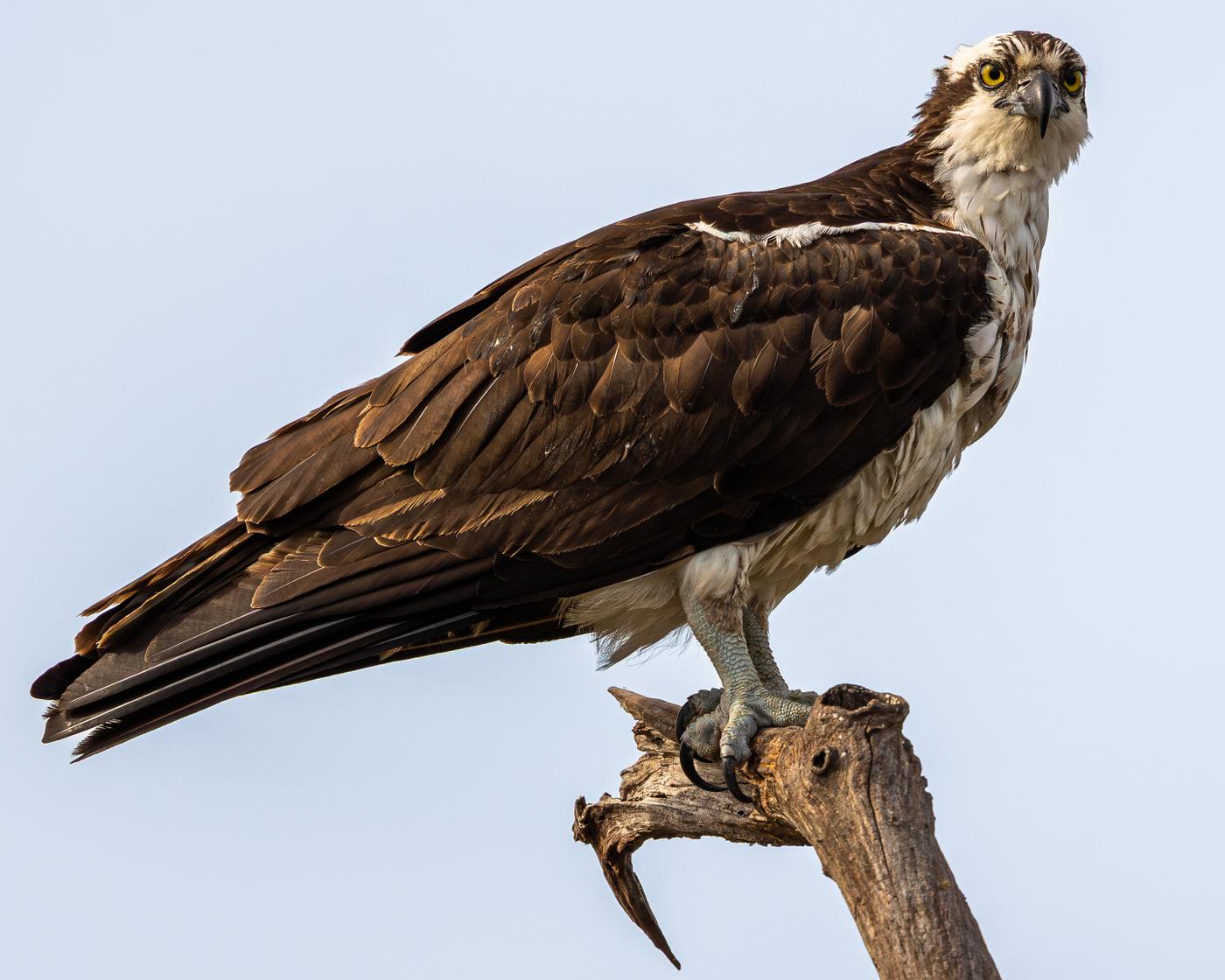 Osprey