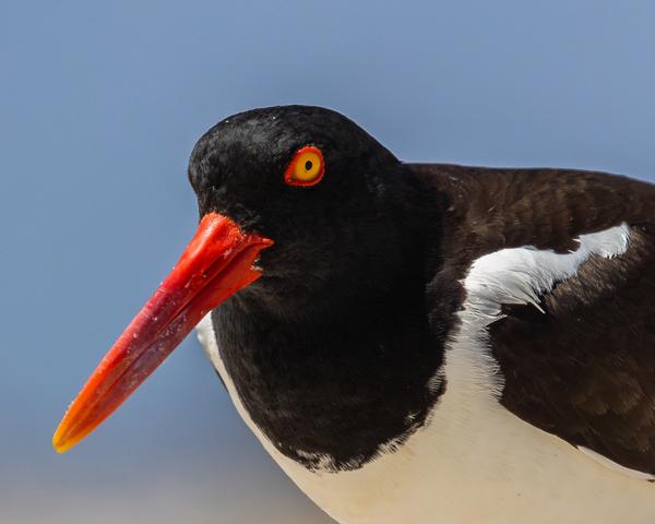 American Oystercatcher