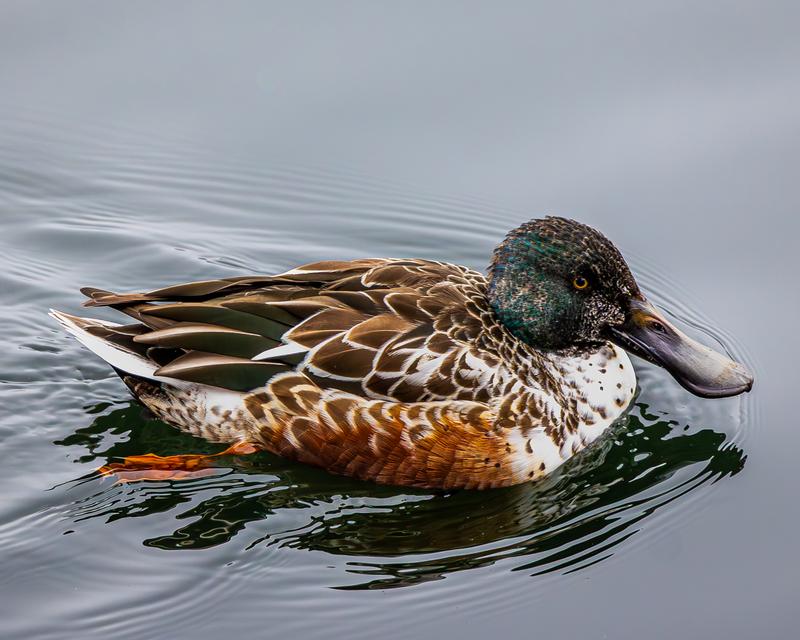 Northern Shoveler